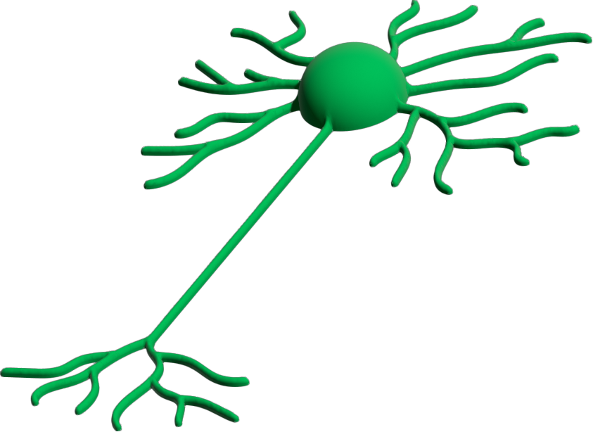 Learn about neurons