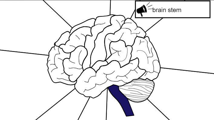 brain stem