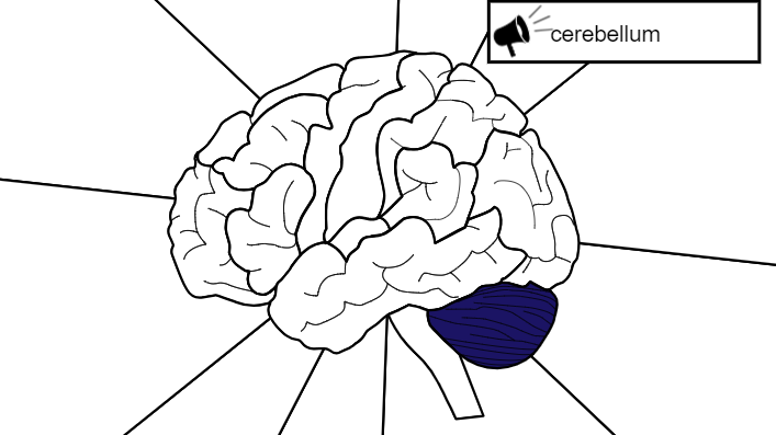 Cerebellum