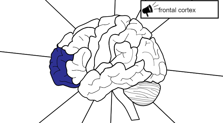 Frontal Cortex