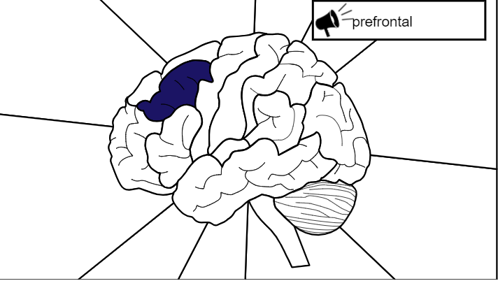 Prefrontal