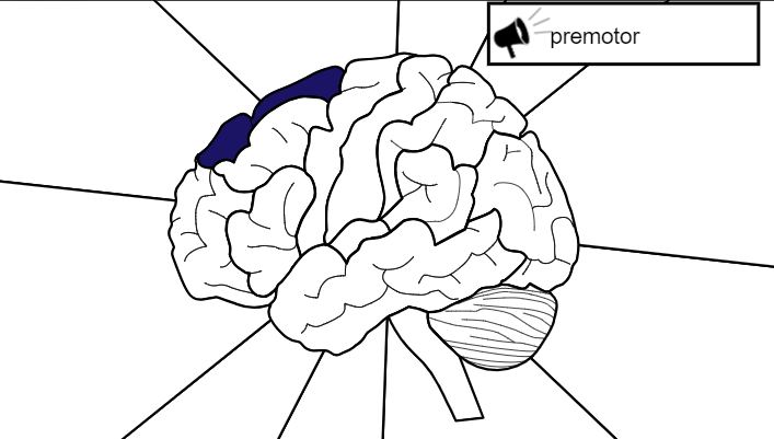 Premotor